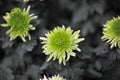 Chrysanthemum flowers